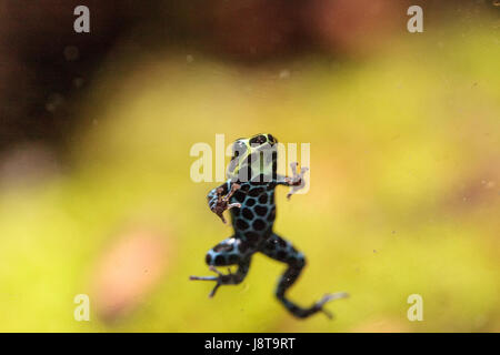 Variabile iridescente poison dart frog Ranitomeya Coenobita è trovato nella foresta pluviale tropicale del Perù Foto Stock