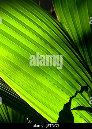 Sole che splende attraverso un linee radianti e texture di verde di foglie di palma in foresta Foto Stock