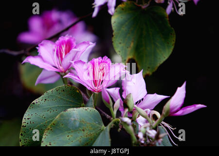 Albero, bloom, blossom, fiorire, fiorente, albero a foglie decidue, Spagna, viola Foto Stock