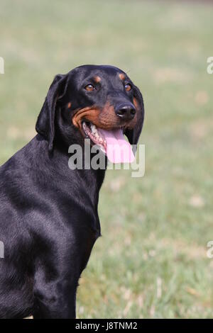 Cane, hound, animale, pet, austriaci, cane, austriaca, hound, scenthound, Foto Stock