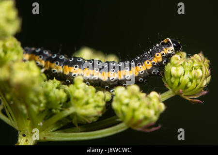 Depressaria daucella moth caterpillar. Larva l'alimentazione sui fiori di acqua-dropwort (Oenanthe spp.) a Cardiff Bay Riserva delle Paludi Foto Stock