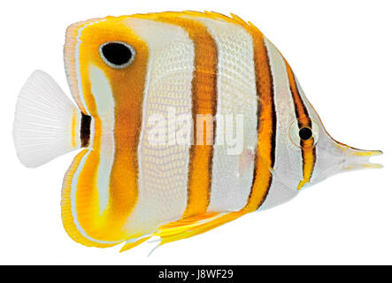 Butterfly, pesce, argento, marina, marine, acqua salata, mare oceano, acqua, bianco, Foto Stock