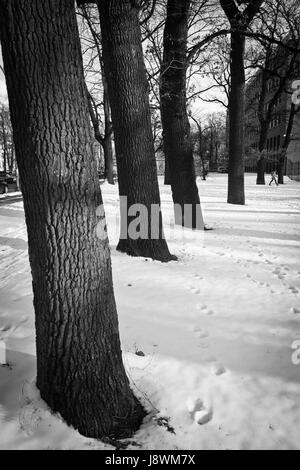 Alberi nella neve a Berlino, Germania. Foto Stock