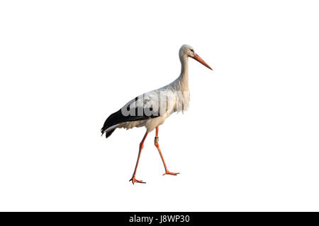 Isolato, bird, becco, Stork, out, tagliare, Su, Su, bianco, anello, oggetti, vita, Foto Stock