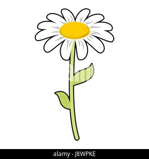 La Camomilla fiori di campo. Petali di colore bianco e verde stelo. Carino flower Daisy su sfondo bianco Illustrazione Vettoriale