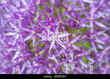 Viola allium lampadine sfondo fiori close up Foto Stock