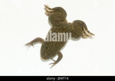 African artigliato Rana Xenopus laevis. Vista dorsale. Sotto l'acqua. Acquatici. Foto Stock