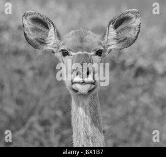 Ritratto di una femmina di Kudu in Norhtern Cape, Sud Africa Foto Stock