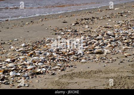 Conchiglie sulla spiaggia del mare di sabbia. Mare di sabbia costiera sulla spiaggia. Foto Stock