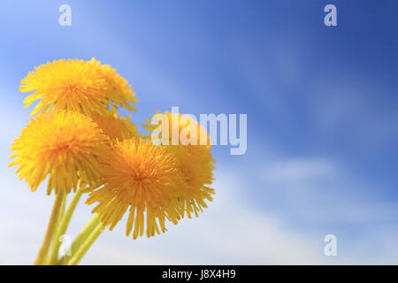 Il tarassaco sul cielo blu sullo sfondo di close-up. Gruppo di fiori gialli sul Cielo di estate sfondo. Spazio per il testo su vivid blue sky. Foto Stock