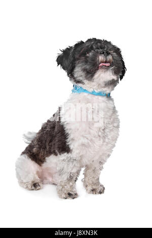 Animale, pet, mammifero, cane, studio, razza, casalinga, domestici, canine, di razza, Foto Stock