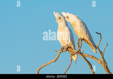 Due piccoli Corellas appollaiato su un ramo, al Lago di Pastore a Perth, Western Australia. Foto Stock