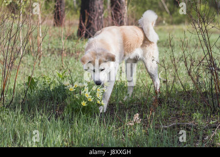 Una bella bella giapponese Akita Inu sniffs fiori di giallo snowdrops nella foresta in tarda primavera tra erba e alberi. Foto Stock