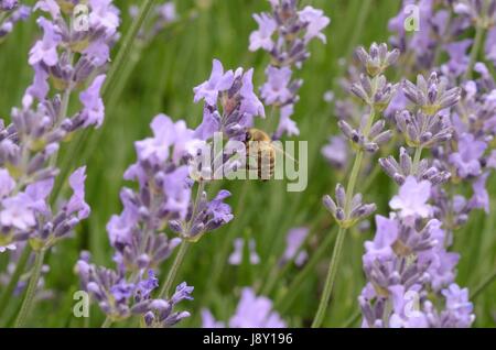 Un Ape su lavanda Foto Stock