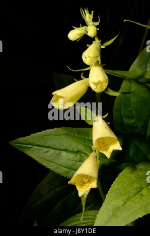 Foxglove giallo fiori. La pianta appartiene al genere digitalici, che è una risorsa importante per l'industria farmaceutica. Foto Stock