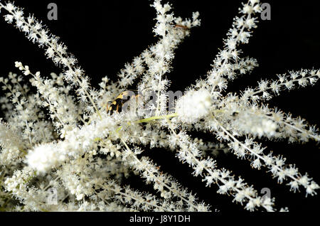 Aruncus dioicus, o sposa le piume, fioritura in una comunità montane forest. La pianta è anche chiamata capra con la barba. Foto Stock