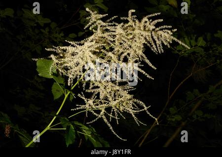 Aruncus dioicus, o sposa le piume, fioritura in una comunità montane forest. La pianta è anche chiamata capra con la barba. Foto Stock