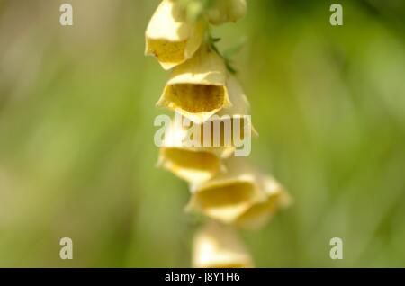 Foxglove giallo fiori. La pianta appartiene al genere digitalici, che è una risorsa importante per l'industria farmaceutica. Foto Stock