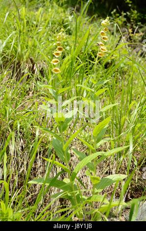 Foxglove giallo fiori. La pianta appartiene al genere digitalici, che è una risorsa importante per l'industria farmaceutica. Foto Stock