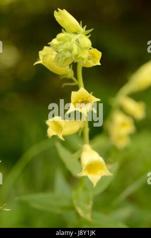 Foxglove giallo fiori. La pianta appartiene al genere digitalici, che è una risorsa importante per l'industria farmaceutica. Foto Stock