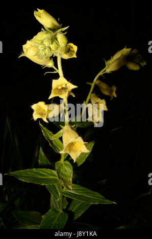 Foxglove giallo fiori. La pianta appartiene al genere digitalici, che è una risorsa importante per l'industria farmaceutica. Foto Stock