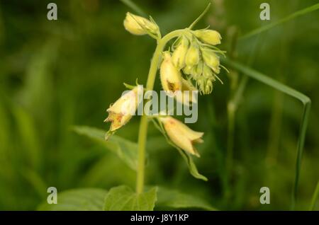 Foxglove giallo fiori. La pianta appartiene al genere digitalici, che è una risorsa importante per l'industria farmaceutica. Foto Stock