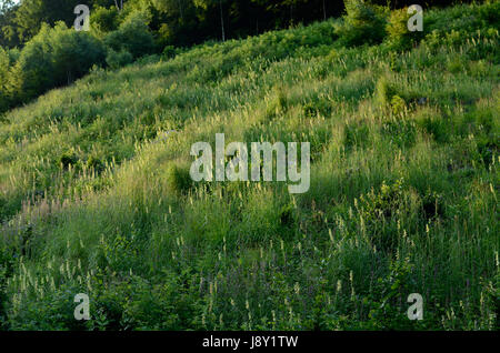 Una montagna prato con erba cresciuta Foto Stock