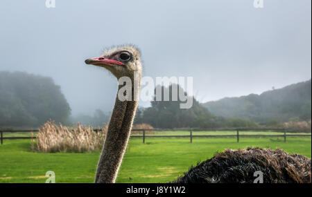 Close up di struzzo maschio, Struthio camelus, azienda di struzzi, Cape Peninsula, Western Cape, Sud Africa, con misty campi erbosi Foto Stock