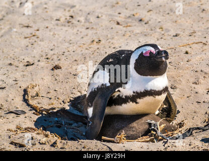 Gli africani Jackass penguin, Spheniscus demersus, genitore seduto sul neonato nel nido di colonia colonia, Simon's Town, Cape Town, Western Cape, Sud Africa Foto Stock