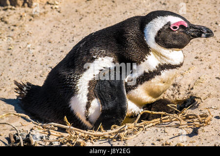 Pinguino africano, Spheniscus demersus, genitore seduta su soffici baby marrone nel vivaio di colonia, Simon's Town, Cape Town, Western Cape, Sud Africa Foto Stock