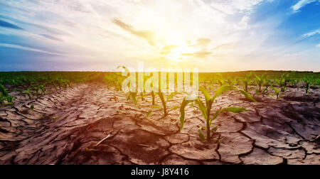 Siccità in coltivati a grano raccolto di mais campo Foto Stock