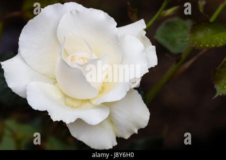 Il blush colorati petali di una apertura Margaret Merril Floribunda rose Foto Stock