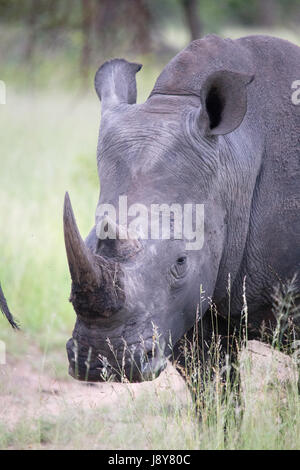 Il rinoceronte nero nel Sabi Sand Reserve Foto Stock