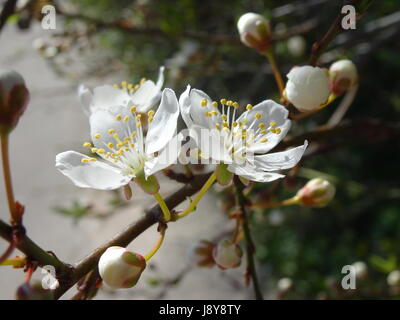 Fiori di Apple su un giorno di primavera Foto Stock