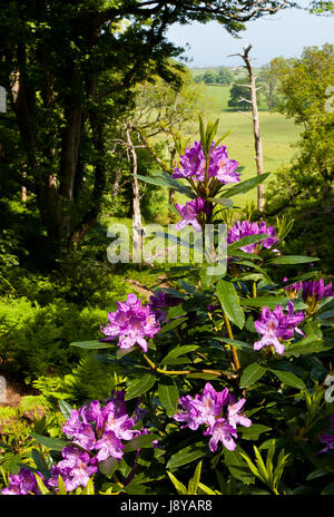 Fiori di rododendro in Sheringham Park, Norfolk, Inghilterra, Regno Unito Foto Stock