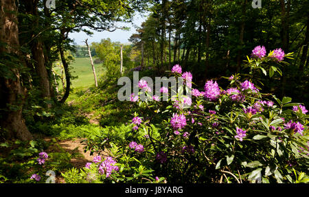 Fiori di rododendro in Sheringham Park, Norfolk, Inghilterra, Regno Unito Foto Stock