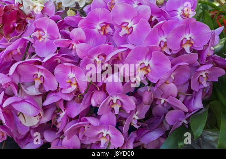 Festival di Primavera in una bella garden. Foto Stock