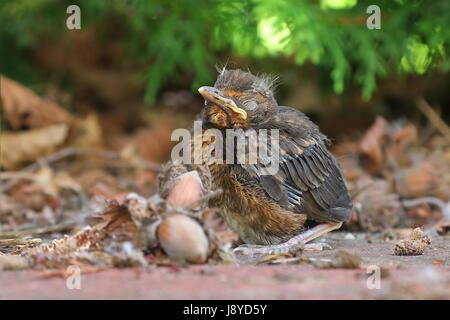 I giovani baby sittin uccello sul terreno Foto Stock