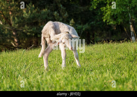 Agnello bianco la pulizia della sua testa - in piedi sull'erba (Prato) Foto Stock