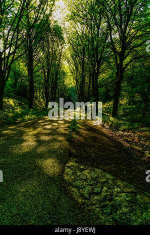 Eearly sole mattutino nella Malvern Hills, Worcestershire. Foto Stock