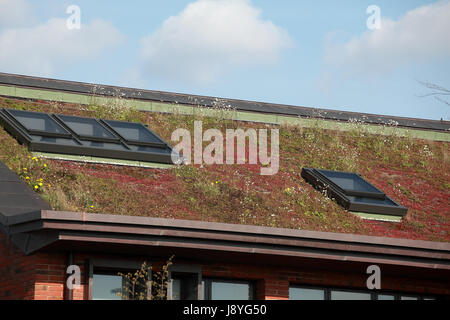 Il tetto di Market Drayton la bassa energia della stazione di polizia costruite con un verde tappeto di sedum e pannelli solari fotovoltaici Foto Stock