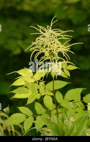 Aruncus dioicus, o sposa le piume, fioritura in una comunità montane forest. La pianta è anche chiamata capra con la barba. Foto Stock