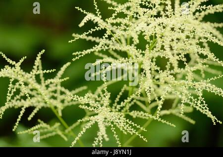 Aruncus dioicus, o sposa le piume, fioritura in una comunità montane forest. La pianta è anche chiamata capra con la barba. Foto Stock