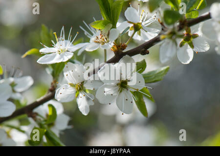 Prugnolo o sloe, Prunus spinosa, fiore di bianco fiori profuse retroilluminati e ethereal su un soleggiato inizio giornata di primavera, Berkshire, Aprile Foto Stock