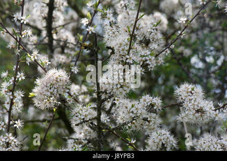 Prugnolo o sloe, Prunus spinosa, fiore di bianco fiori profuse retroilluminati e ethereal su un soleggiato inizio giornata di primavera, Berkshire, Aprile Foto Stock