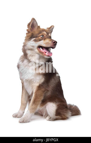 Animale, pet, animale, pet, mammifero, cane, studio, cucciolo, Finlandia, razza, accogliente, Foto Stock