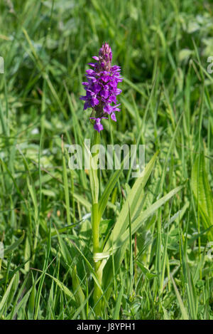 Sud della palude, orchidea Dactylorhiza Praetermissa, fioritura spike in paludi e acquitrini dietro Chesil Beach, Dorset, può Foto Stock