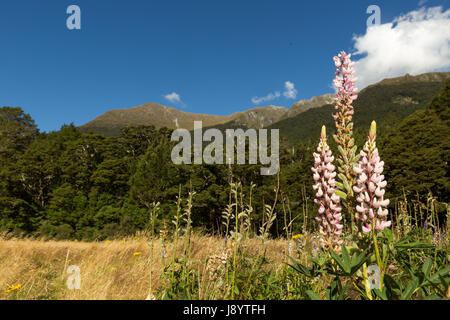 Vista su tutta la valle di eglinton dal milford autostrada, Parco Nazionale di Fiordland, Isola del Sud della Nuova Zelanda Foto Stock