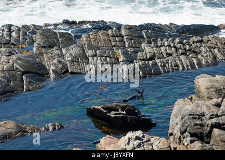 Nuova Zelanda le foche sulle rocce nel Parco Nazionale di Flinders Chase su Kangaroo Island,South Australia. Foto Stock