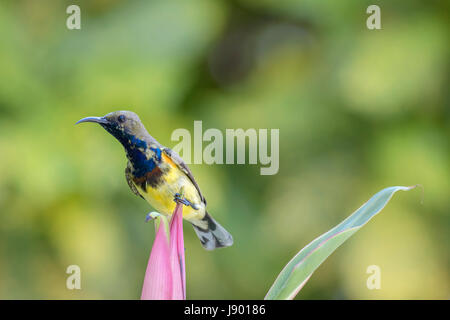 Lone oliva maschio-backed sunbird (Cinnyris jugularis) appollaiate sul fiore rosa dopo alimentazione su nectar a Bangkok, in Thailandia Foto Stock